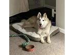 Adopt Mojo a Siberian Husky