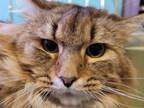 Adopt Henry a Tabby, Domestic Long Hair