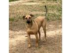 Adopt Rudy a Black Mouth Cur, Mountain Cur