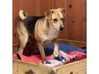 Adopt Rowdy a Black Mouth Cur, Mountain Cur