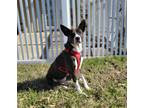 Adopt Lucky a Black Shepherd (Unknown Type) / Border Collie / Mixed dog in