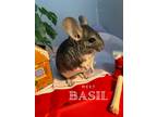 Adopt Basil a Chinchilla small animal in Pasco, WA (37348866)