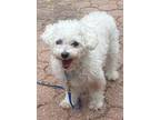 Adopt Grace Kelleash a White Bichon Frise / Mixed dog in Cherry Hill