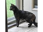 Adopt *NATASHA a Tortoiseshell Domestic Shorthair / Mixed (short coat) cat in
