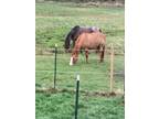 2003 AQHA Red Dun Gelding