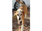 Adopt Schnook a Golden Retriever / Mixed Breed (Medium) / Mixed dog in Chicago