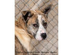 Adopt Missy a Brindle Akita / Mixed dog in Toccoa, GA (37293765)