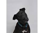 Adopt Bentley a Black Mixed Breed (Medium) / Mixed dog in Jefferson City