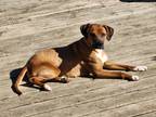 Adopt Honey Bea a Brown/Chocolate - with White Hound (Unknown Type) / Mixed dog