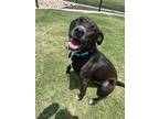 Adopt Darwin* a Black Mixed Breed (Medium) / Mixed dog in Anderson