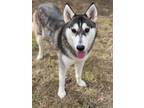 Adopt Equinox a Black - with Gray or Silver Siberian Husky / Mixed dog in