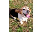 Adopt Shiloh a Beagle / Mixed dog in Summerville, SC (37132774)