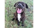 Adopt Jacinthe a Black American Staffordshire Terrier / American Pit Bull