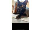 Adopt Elvira a All Black Domestic Shorthair (short coat) cat in Missoula