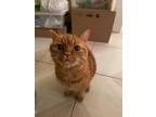 Adopt Millie a Orange or Red Tabby Domestic Shorthair (short coat) cat in
