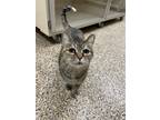 Adopt Miss Kitty a Brown or Chocolate (Mostly) Domestic Shorthair (short coat)
