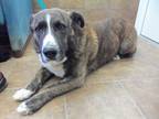 Adopt Seth a Brindle - with White Australian Shepherd / Mixed dog in Osgood