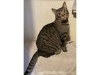 Adopt Jamison a Brown Tabby Domestic Shorthair (short coat) cat in San Leandro