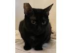 Adopt Amaryllis a Black (Mostly) Domestic Shorthair (short coat) cat in San