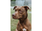 Adopt Coco a Red/Golden/Orange/Chestnut Mixed Breed (Medium) / Mixed dog in St.