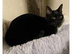 Adopt Priscilla a Black (Mostly) Domestic Shorthair (short coat) cat in San
