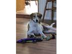Adopt Buddy a Tricolor (Tan/Brown & Black & White) Foxhound / Mixed dog in