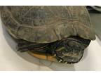 Adopt Greta a Turtle - Water reptile, amphibian, and/or fish in El Cajon