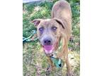 Adopt Topaz a Brindle - with White American Staffordshire Terrier / Shepherd