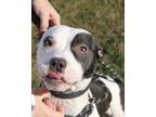 Adopt Mable a American Staffordshire Terrier dog in Jackson, GA (37337648)