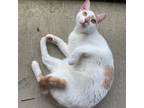 Adopt McChicken a White Domestic Shorthair / Mixed cat in East Smithfield