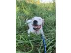 Adopt Jewel a White Dogo Argentino / Mixed dog in Indianapolis, IN (37354586)