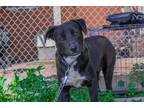 Adopt PITUCA a Black - with White Staffordshire Bull Terrier / Labrador