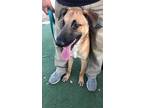 Adopt Hunter a Brown/Chocolate - with Black Shepherd (Unknown Type) dog in