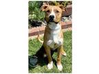 Adopt Freddie Litter a Red/Golden/Orange/Chestnut Pit Bull Terrier / Mixed dog