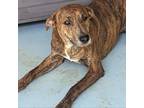 Adopt Rockwell a Brindle Catahoula Leopard Dog / Mixed dog in Casa Grande