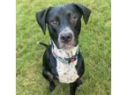 Adopt Sox SM a Black Labrador Retriever / Australian Cattle Dog / Mixed dog in