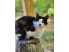Adopt Coco a Domestic Longhair / Mixed (short coat) cat in Cambridge