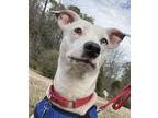 Adopt 6050 Petra a White Jack Russell Terrier / Mixed Breed (Medium) dog in