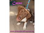 Adopt Cacao a Mastiff / Labrador Retriever dog in Mission, TX (37175390)