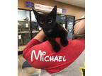 Adopt Michael a Black & White or Tuxedo Domestic Shorthair / Mixed (short coat)