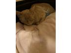 Adopt GOLDIE a Spotted Tabby/Leopard Spotted Domestic Shorthair cat in Calimesa