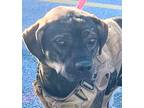 Adopt BOO a Mountain Cur / Mixed Breed (Medium) / Mixed dog in Chicago