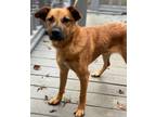 Adopt JOURNEY a Golden Retriever / Carolina Dog / Mixed dog in Chicago