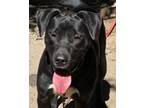 Adopt WRANGLER a Labrador Retriever / Great Dane / Mixed dog in Chicago