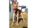 Adopt Justice a Shepherd, Mixed Breed