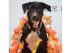 Adopt 6264 Matilda a Black Labrador Retriever, Border Collie