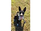 Adopt Sissy 2 a Australian Cattle Dog / Blue Heeler, Collie