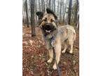 Adopt Brooke a German Shepherd Dog, Terrier