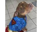 Adopt Butters a Boxer, American Staffordshire Terrier