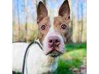 Adopt Calette a American Staffordshire Terrier
